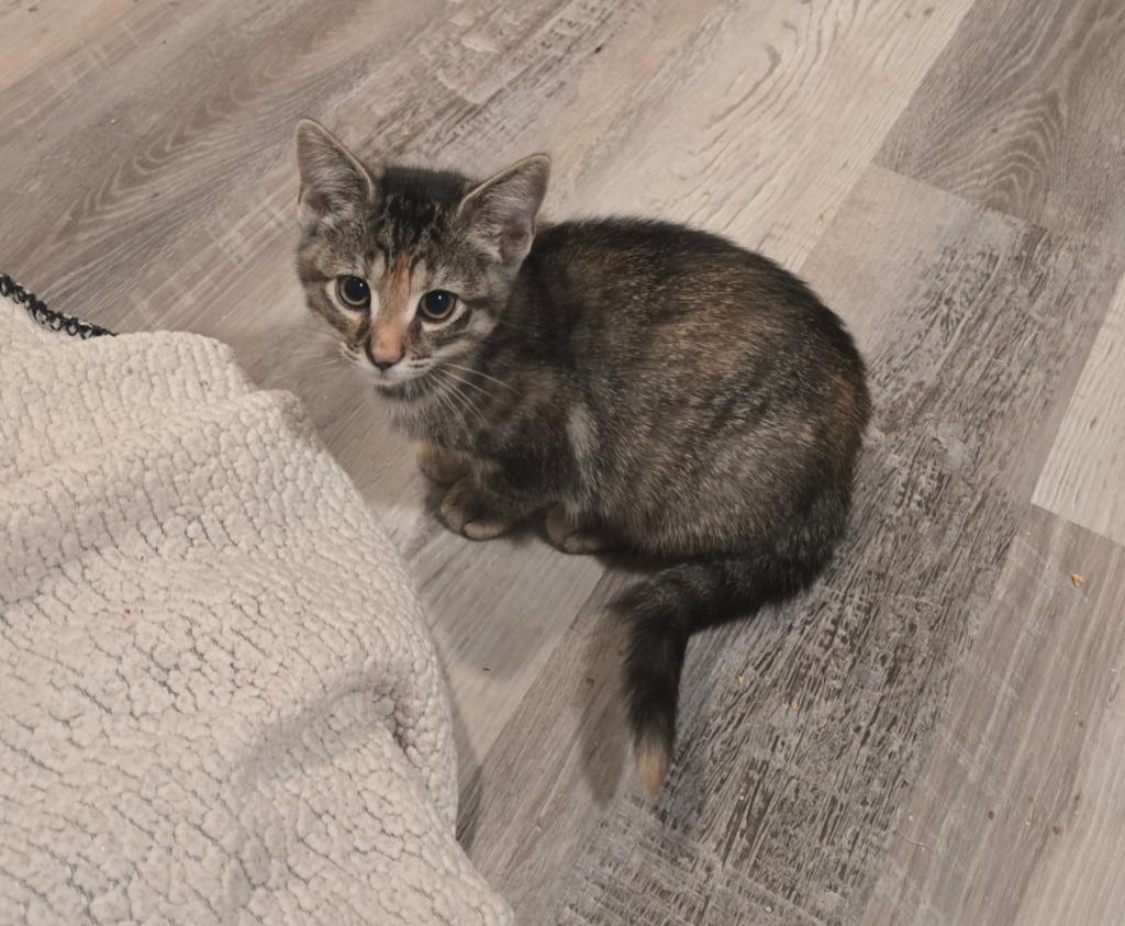 Isabeau Levito, a Adoptable mixed breed in Parkville, MD image 4/6