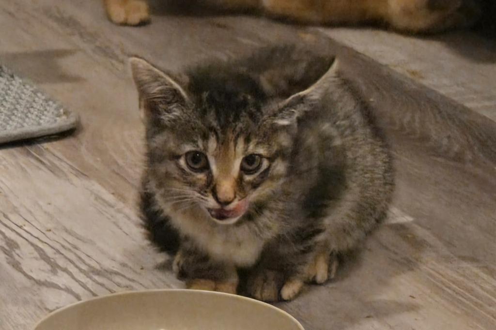 Isabeau Levito, a Adoptable mixed breed in Parkville, MD image 6/6