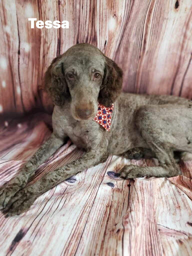 Tessa - save 2 lives by rescuing! , a Adopted Labradoodle in Lancaster, KY image 1/3