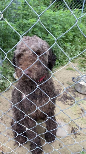Tessa - save 2 lives by rescuing! , a Adopted Labradoodle in Lancaster, KY image 2/3