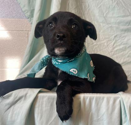 Enlarge Dear, a Adoptable mixed breed in Columbus, OH image 1/2