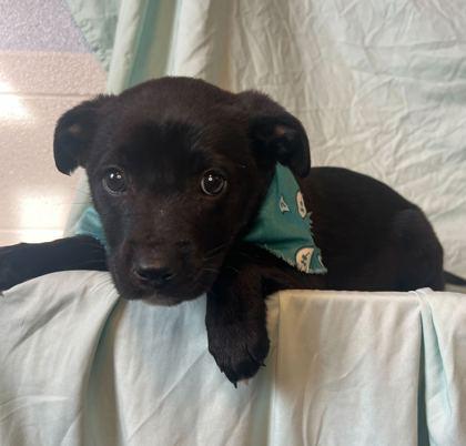 Enlarge Dear, a Adoptable mixed breed in Columbus, OH image 2/2