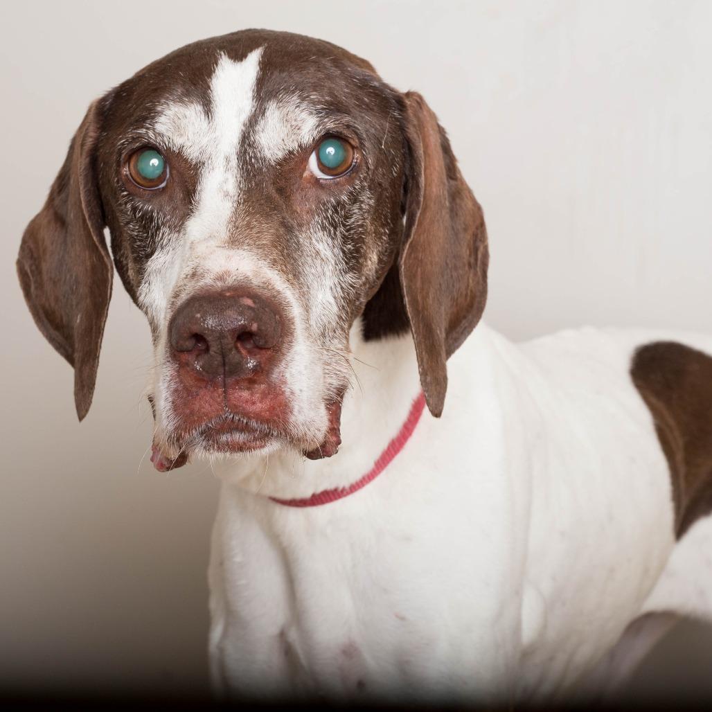Bruhni (Brew Knee) D71439, Adoptable, Senior Female German Shorthaired Pointer.