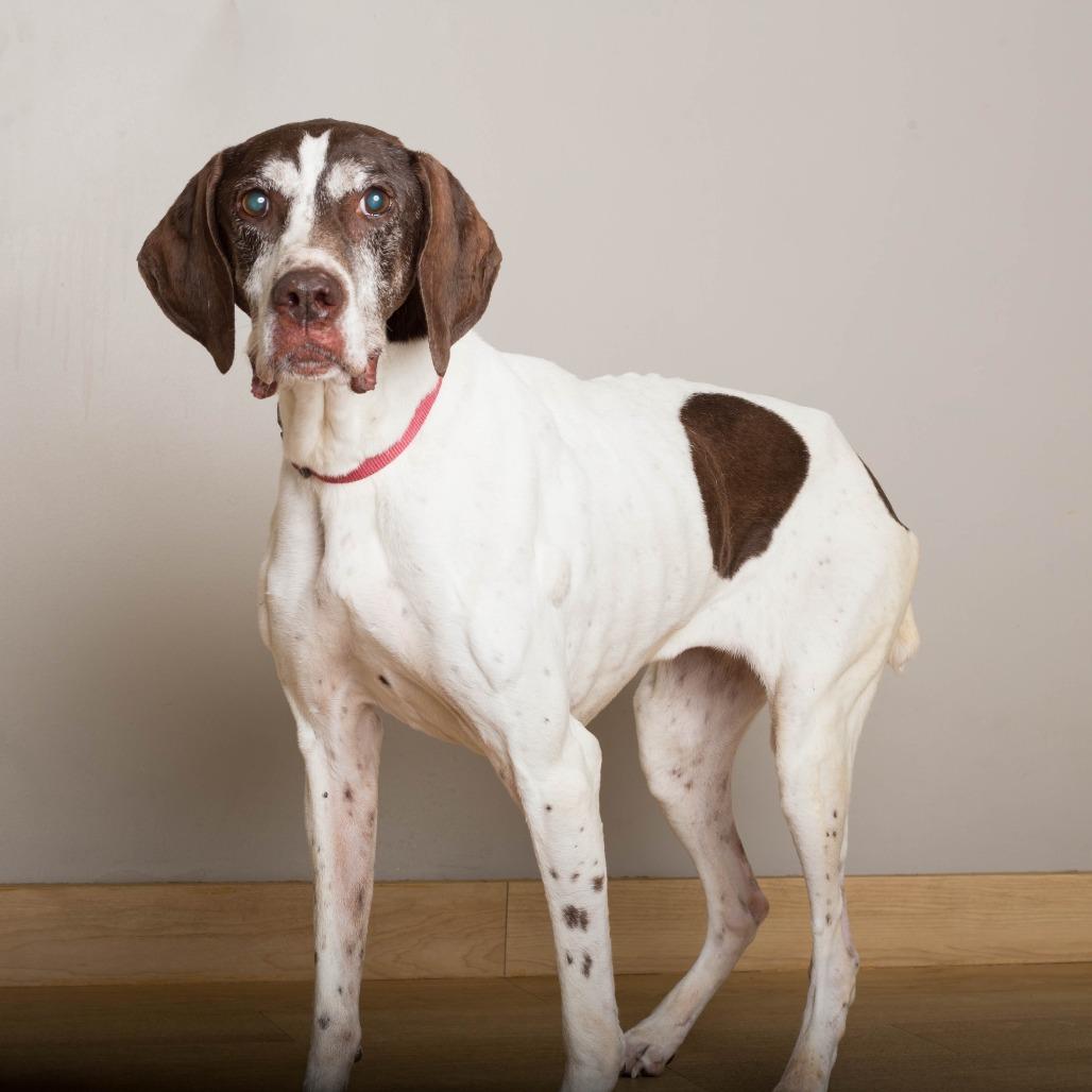 Enlarge Bruhni (Brew Knee) D71439, a Adoptable German Shorthaired Pointer in Minnetonka, MN image 2/3