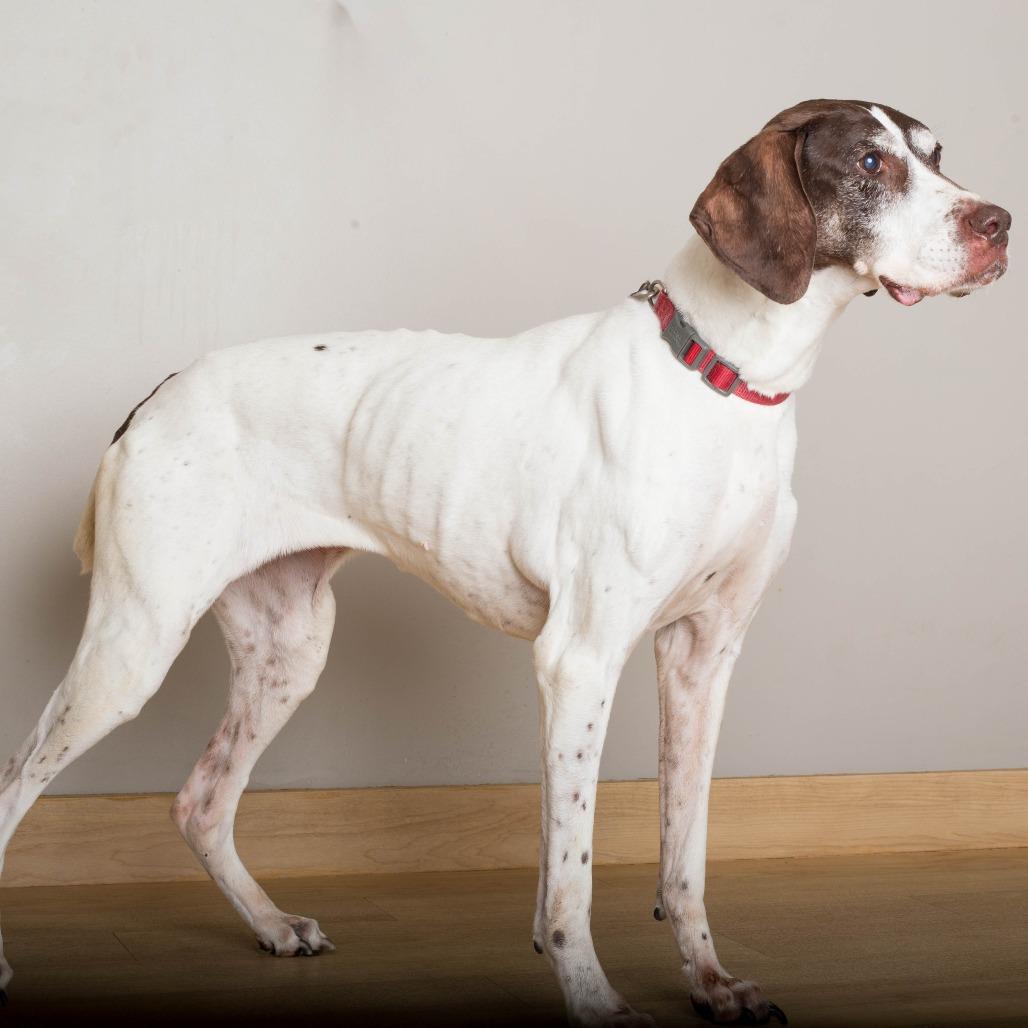 Enlarge Bruhni (Brew Knee) D71439, a Adoptable German Shorthaired Pointer in Minnetonka, MN image 3/3