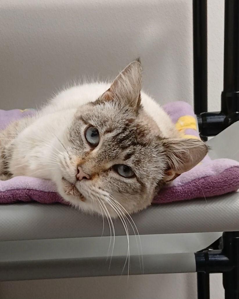 Enlarge Aneira, a Adoptable mixed breed in Bay City, MI image 1/1