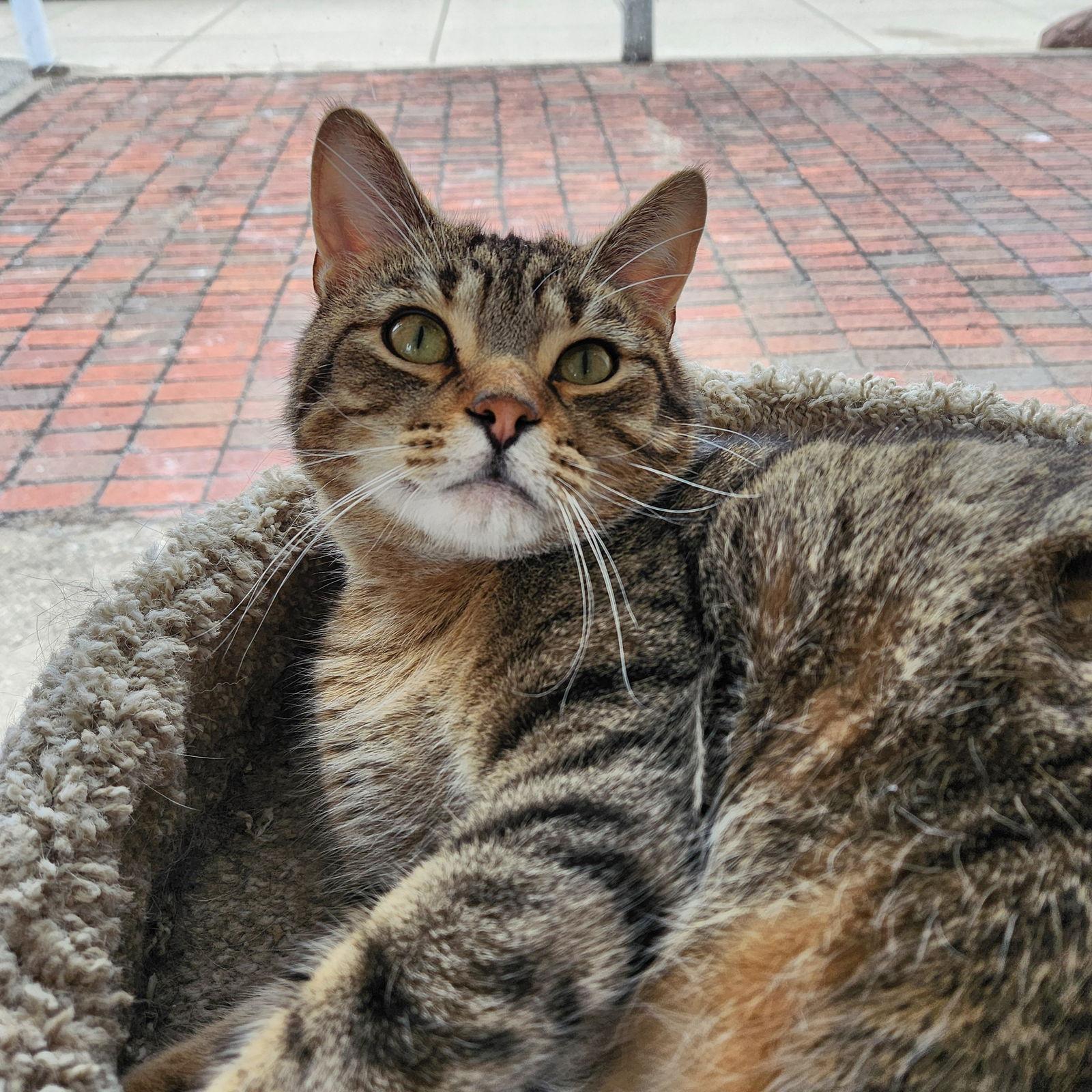 Tommy, Adoptable, Adult Male Tabby & Domestic Short Hair.
