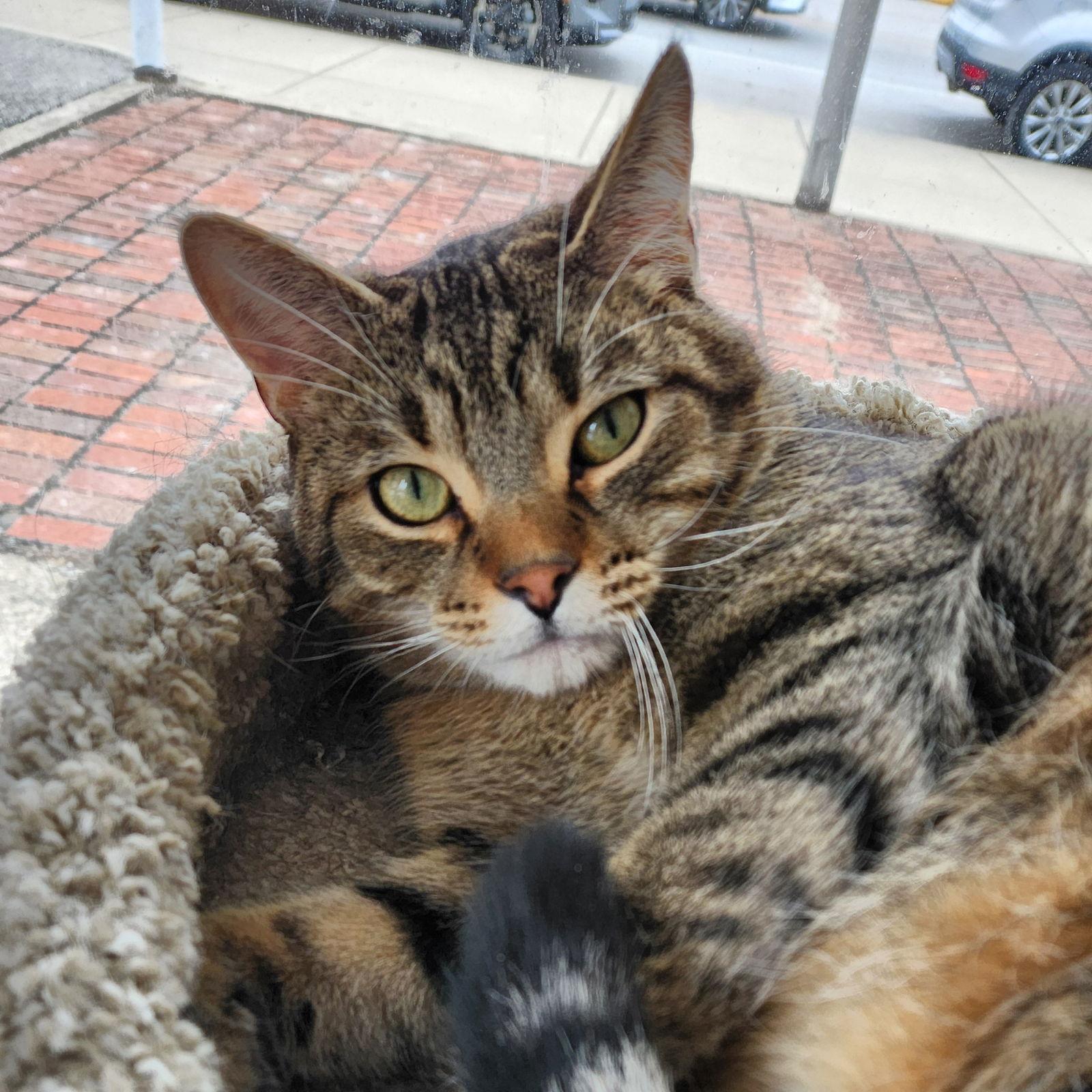 Tommy — thumbnail 2