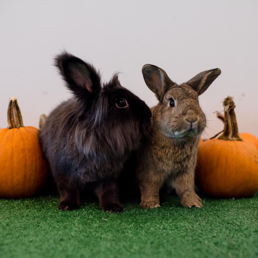 Sugar, Adoptable, Adult Female Holland Lop & Rex.
