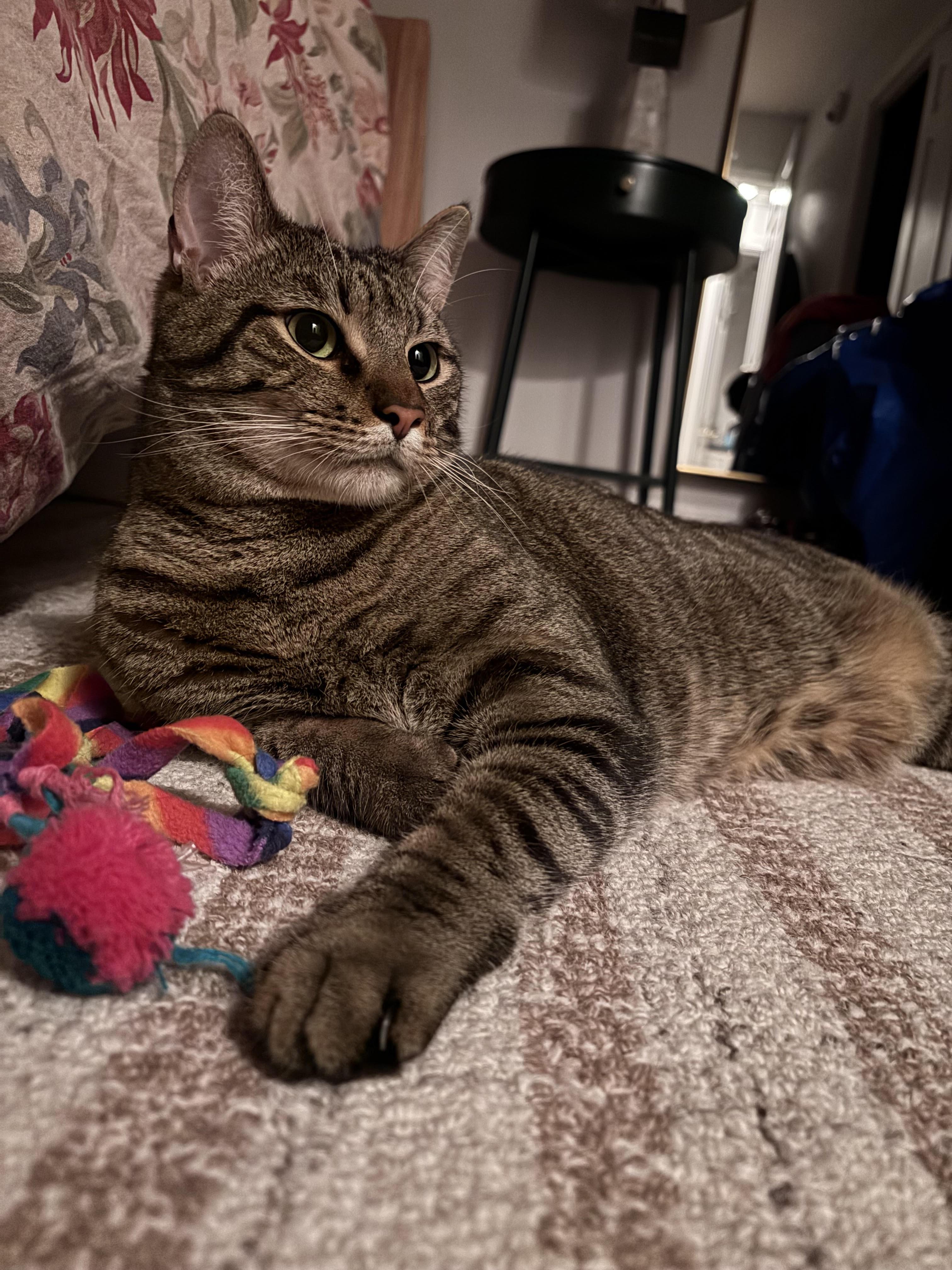 Enlarge Cookie and Pumpkin , a ADOPTABLE Domestic Short Hair in Fairfax, VA image 5/6
