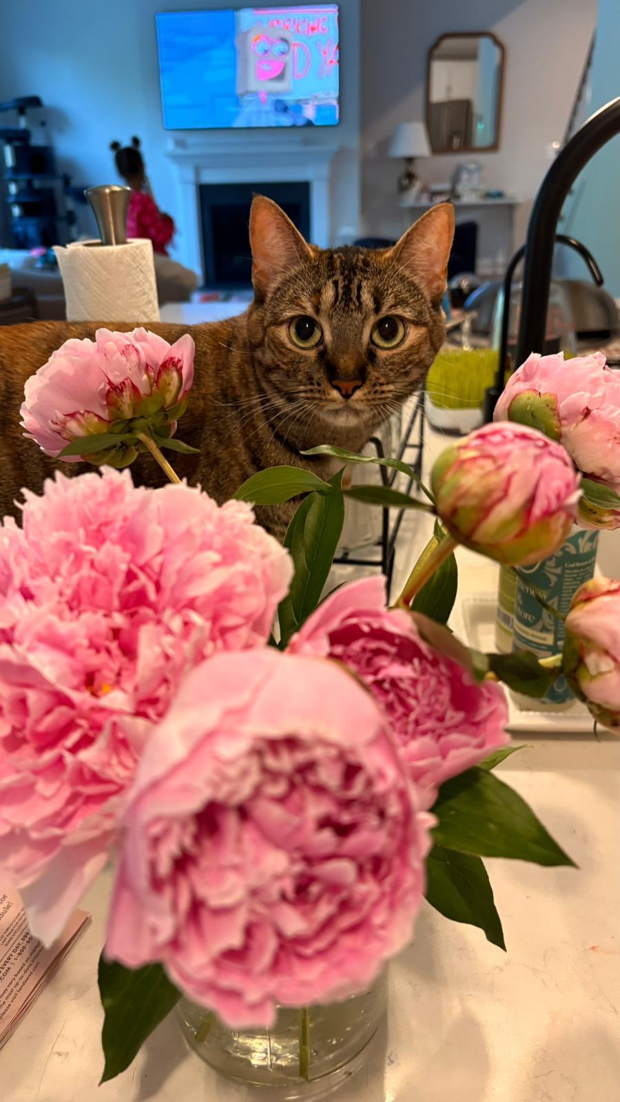 Cookie and Pumpkin , a ADOPTABLE Domestic Short Hair in Fairfax, VA image 6/6