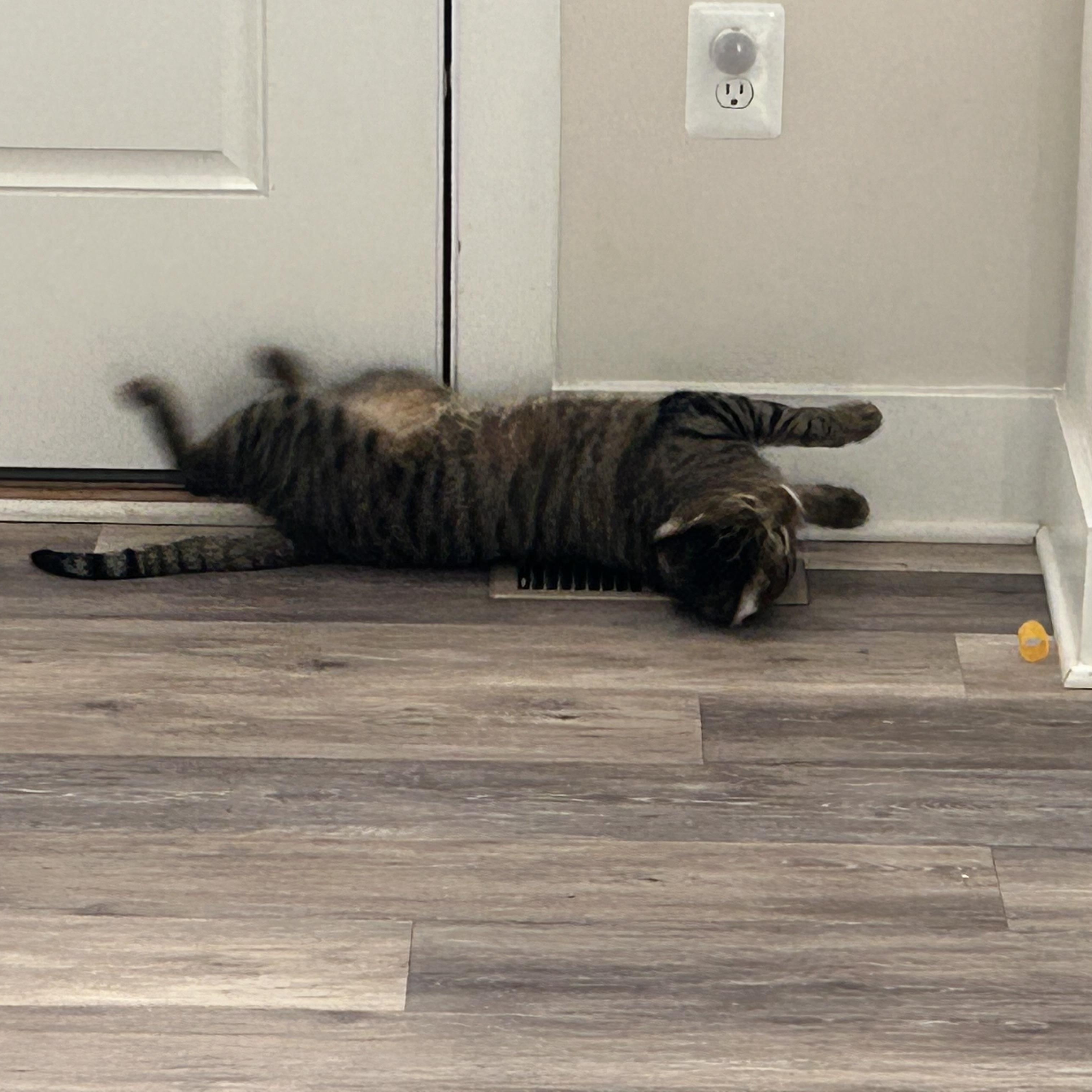 Cookie and Pumpkin , a ADOPTABLE Domestic Short Hair in Fairfax, VA image 4/6