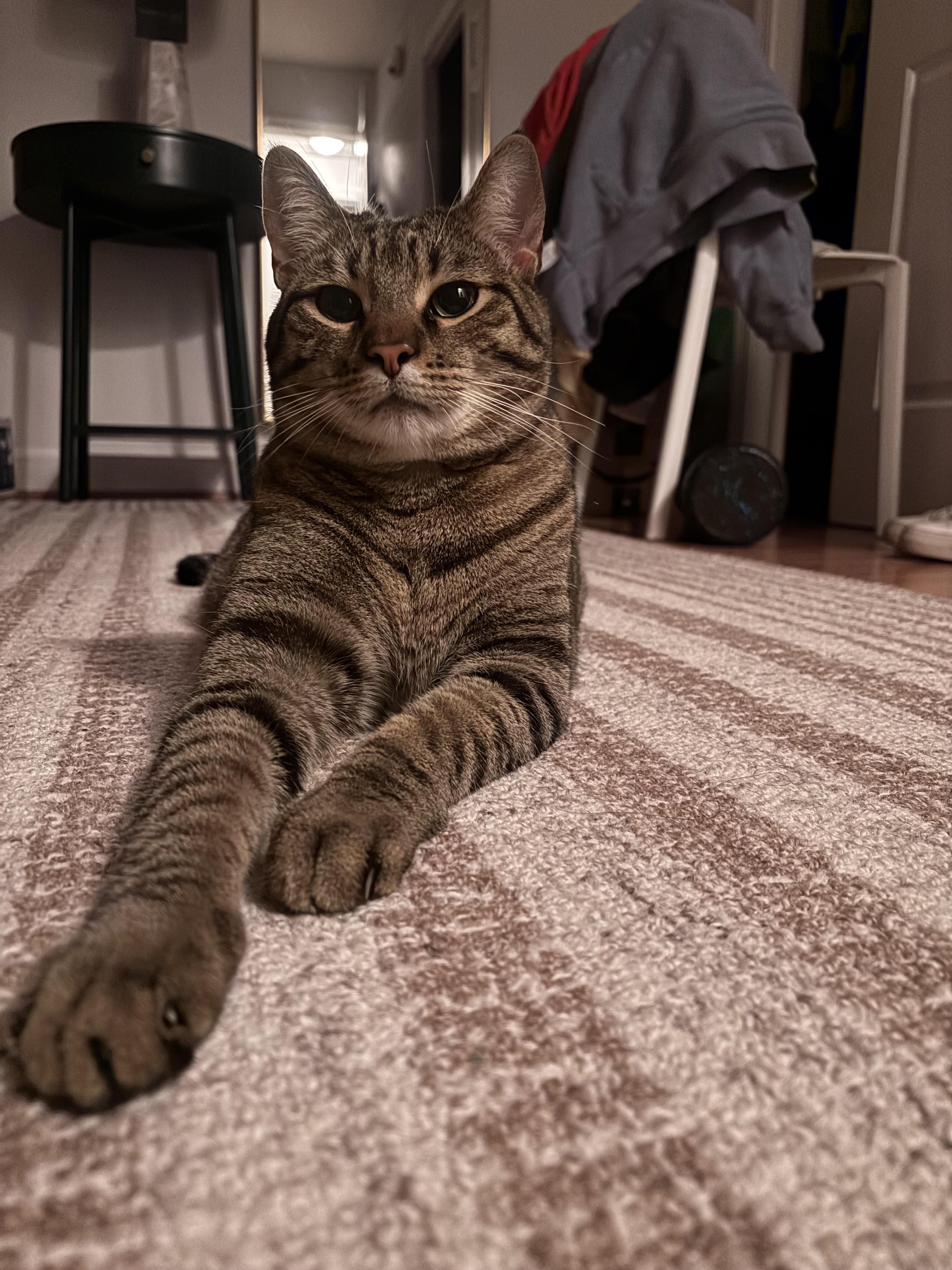 Enlarge Cookie and Pumpkin , a ADOPTABLE Domestic Short Hair in Fairfax, VA image 6/6