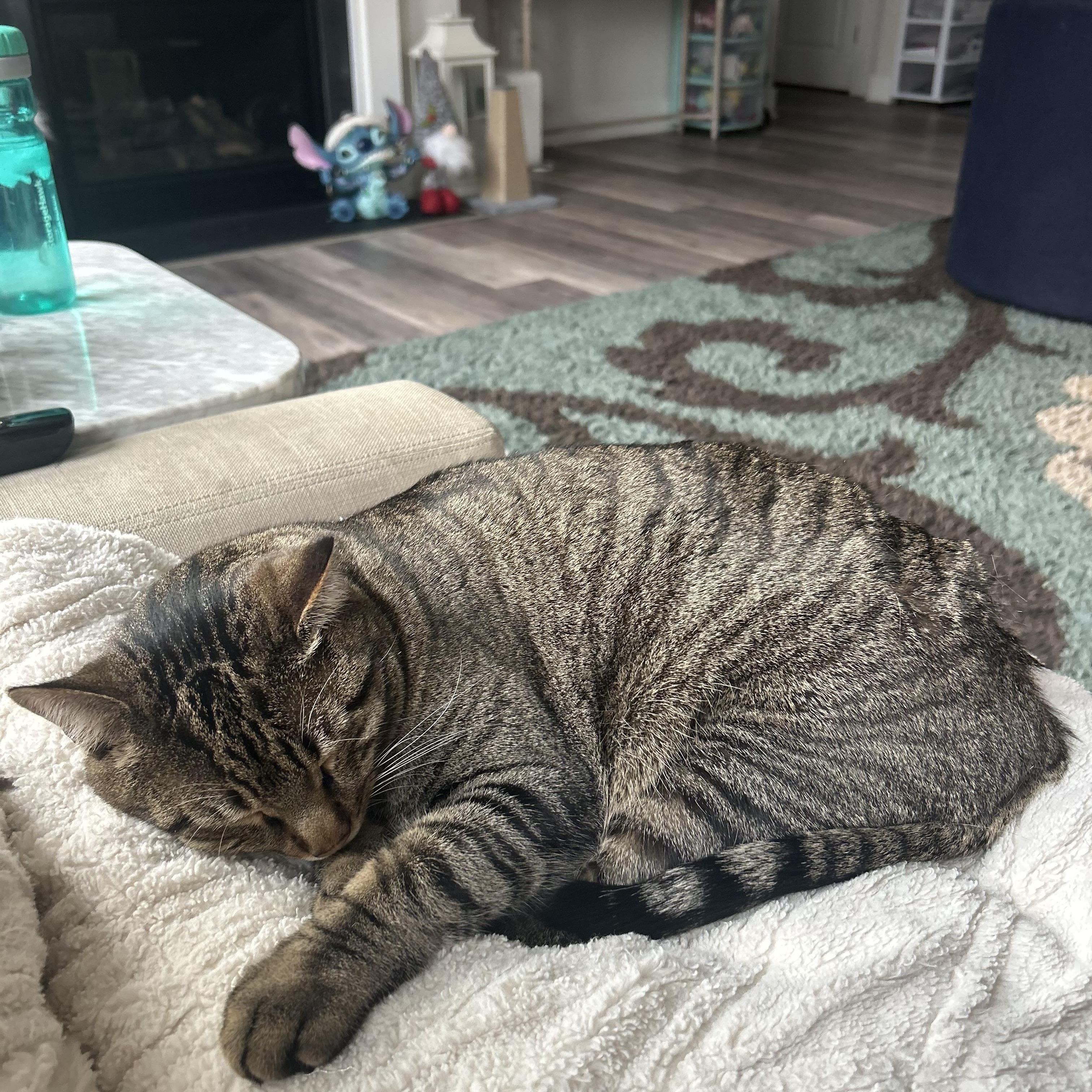 Cookie and Pumpkin , a ADOPTABLE Domestic Short Hair in Fairfax, VA image 3/6