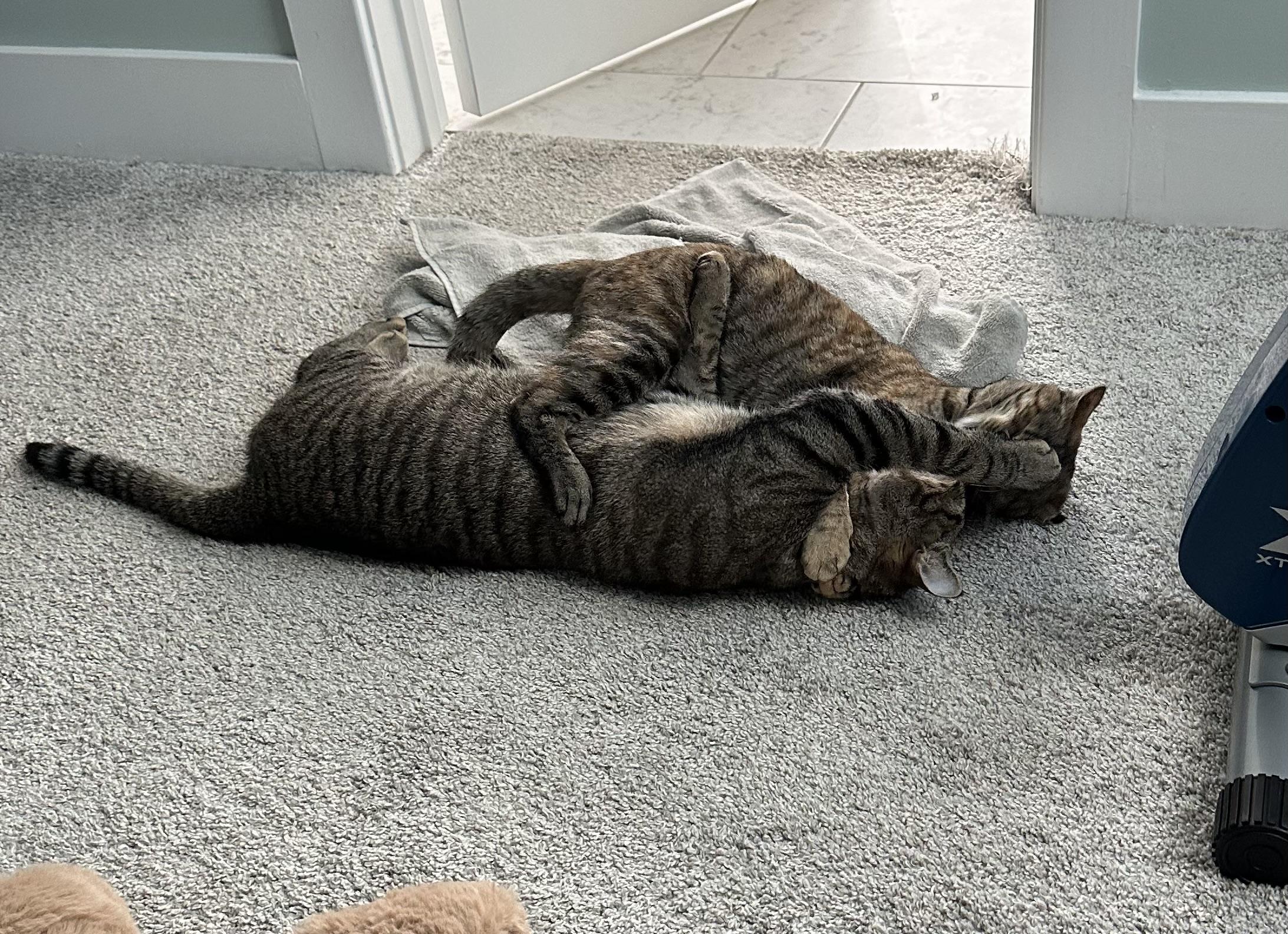 Cookie and Pumpkin , a ADOPTABLE Domestic Short Hair in Fairfax, VA image 1/6