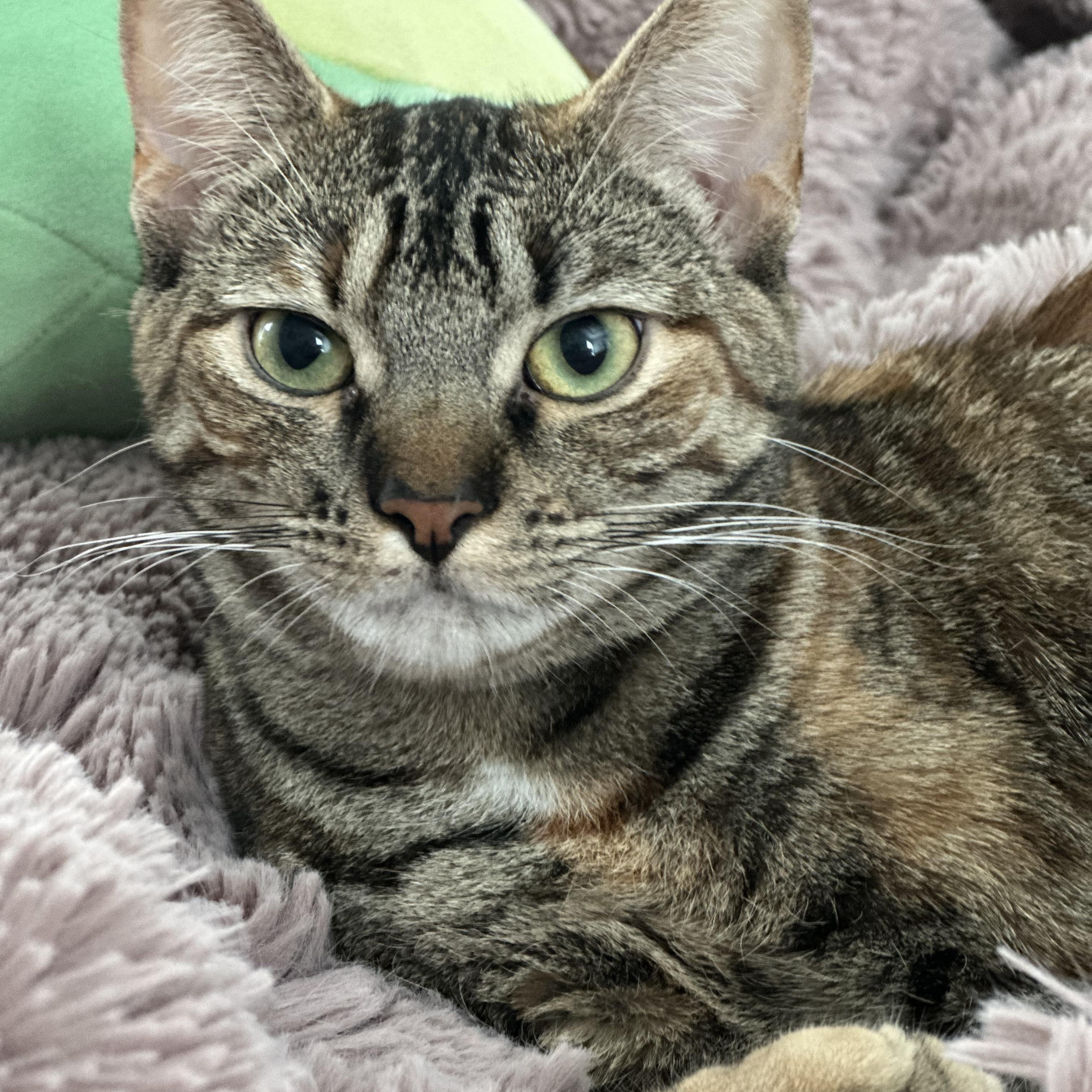 Cookie and Pumpkin , a ADOPTABLE Domestic Short Hair in Fairfax, VA image 5/6