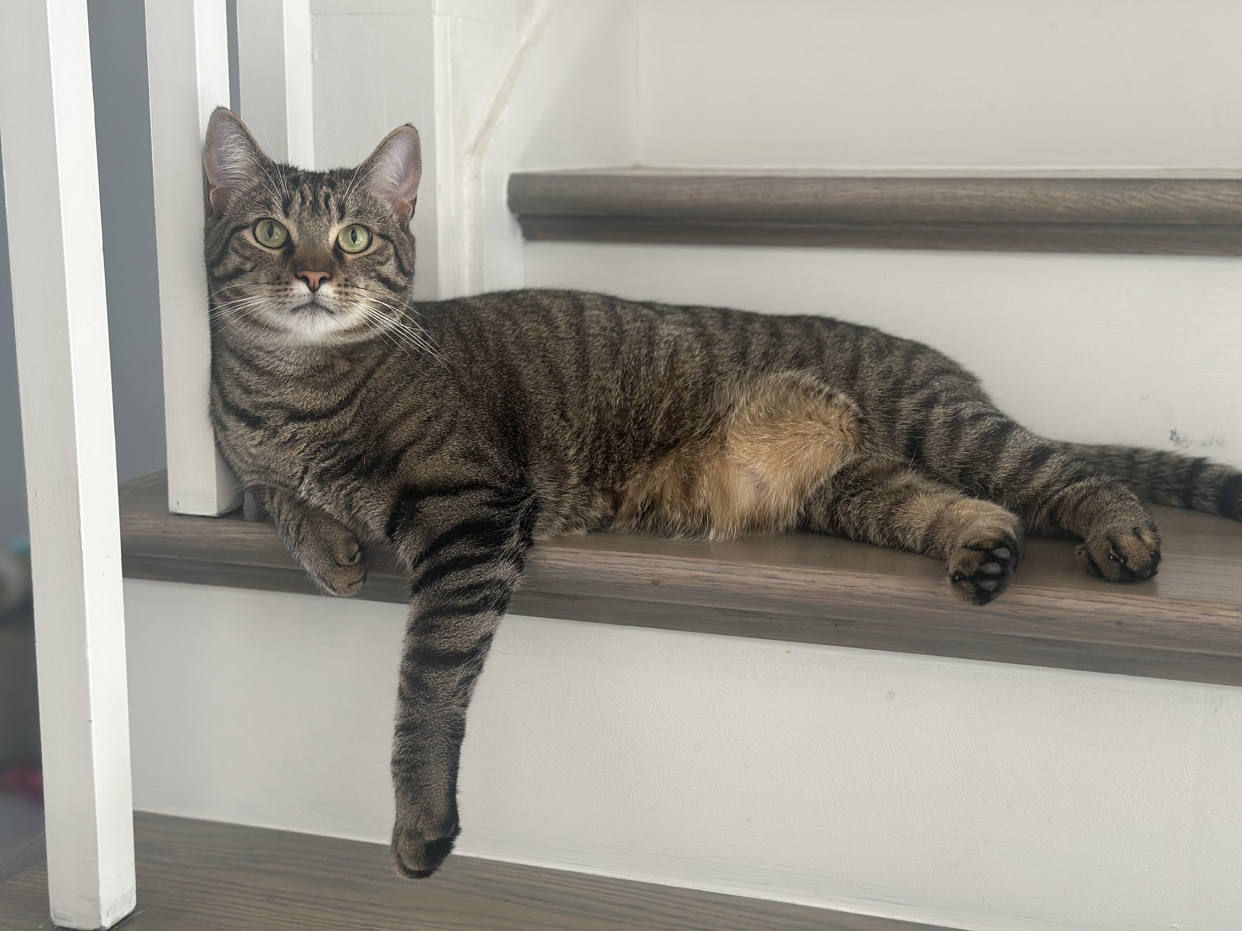 Cookie and Pumpkin , a ADOPTABLE Domestic Short Hair in Fairfax, VA image 2/6