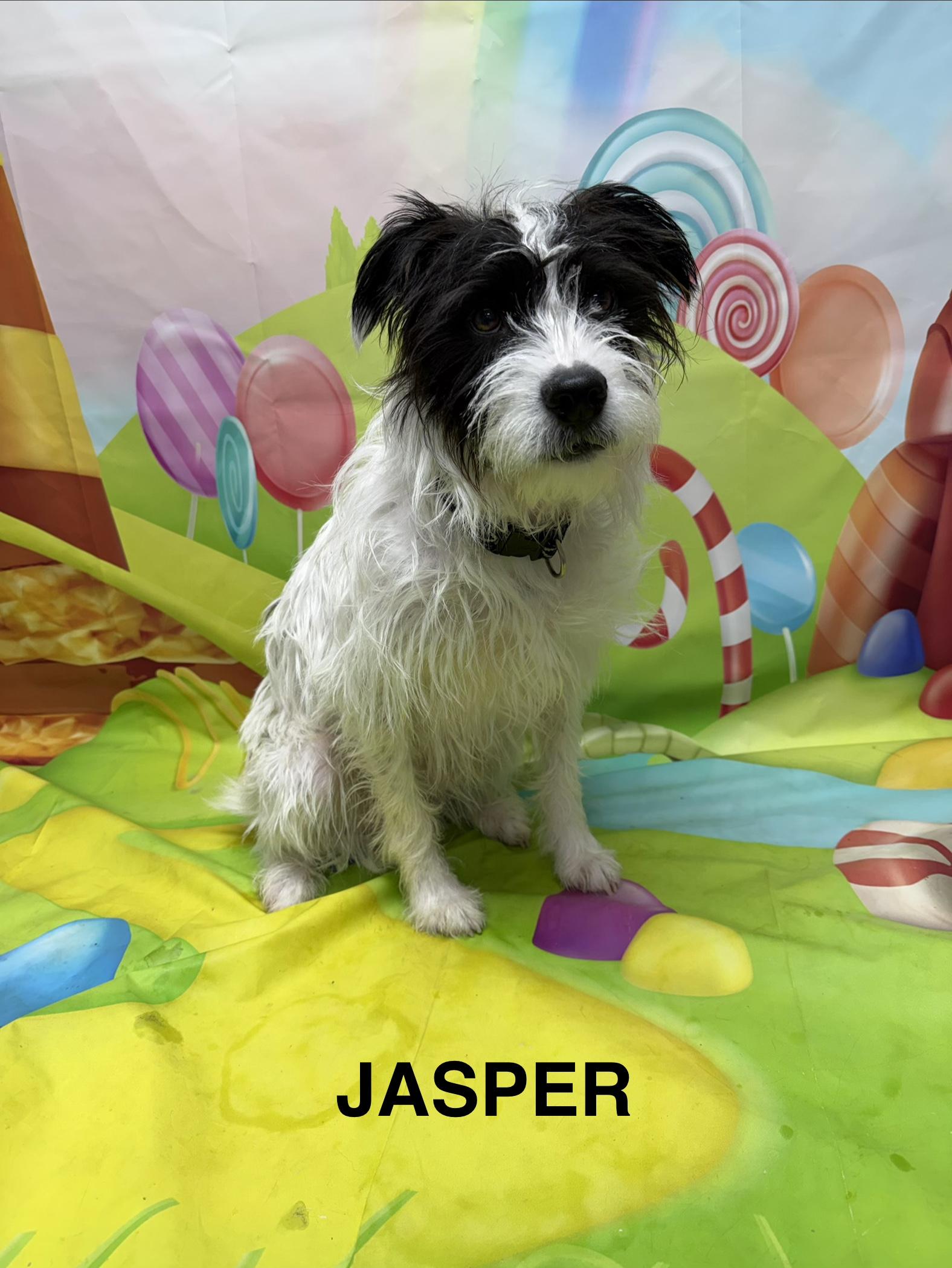Jasper, Adoptable, Adult Male Terrier.