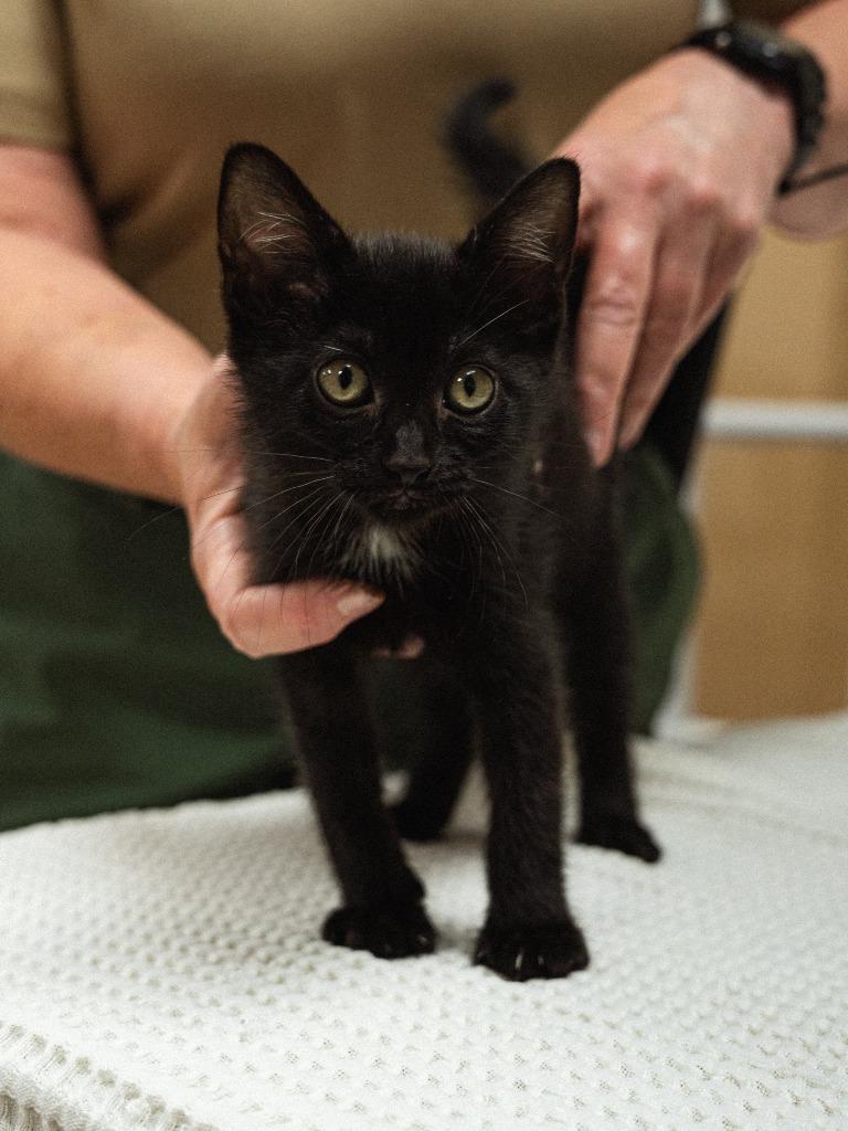 Dollar General 2(Aloka), Adoptable, Kitten Male Domestic Short Hair.