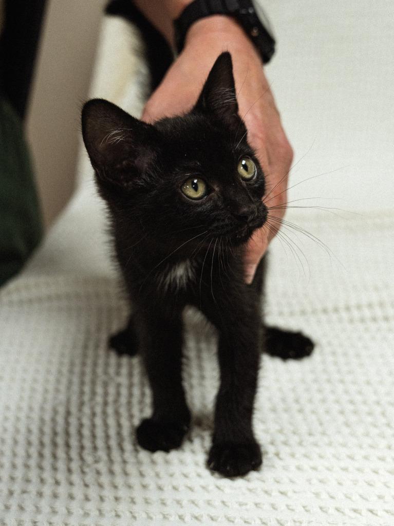 Enlarge Dollar General 2(Aloka), a Adoptable mixed breed in Mocksville, NC image 2/4