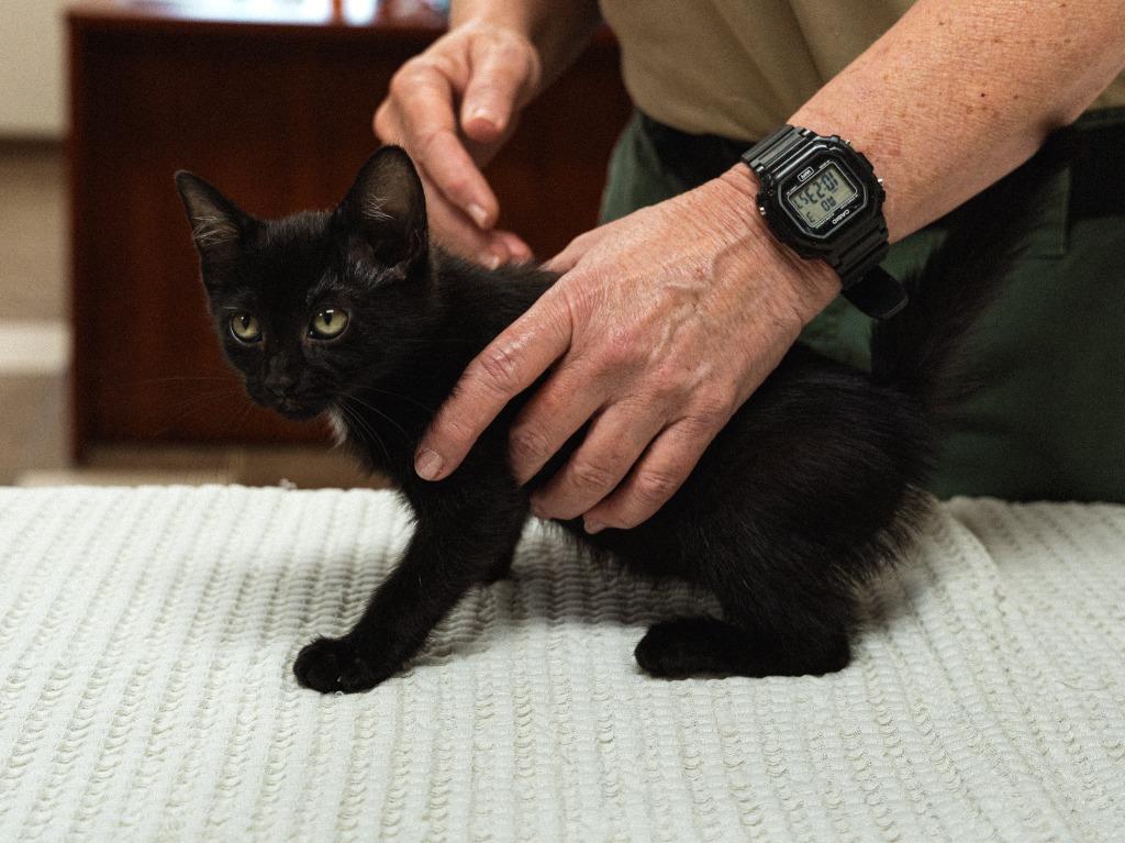 Enlarge Dollar General 2(Aloka), a Adoptable mixed breed in Mocksville, NC image 4/4