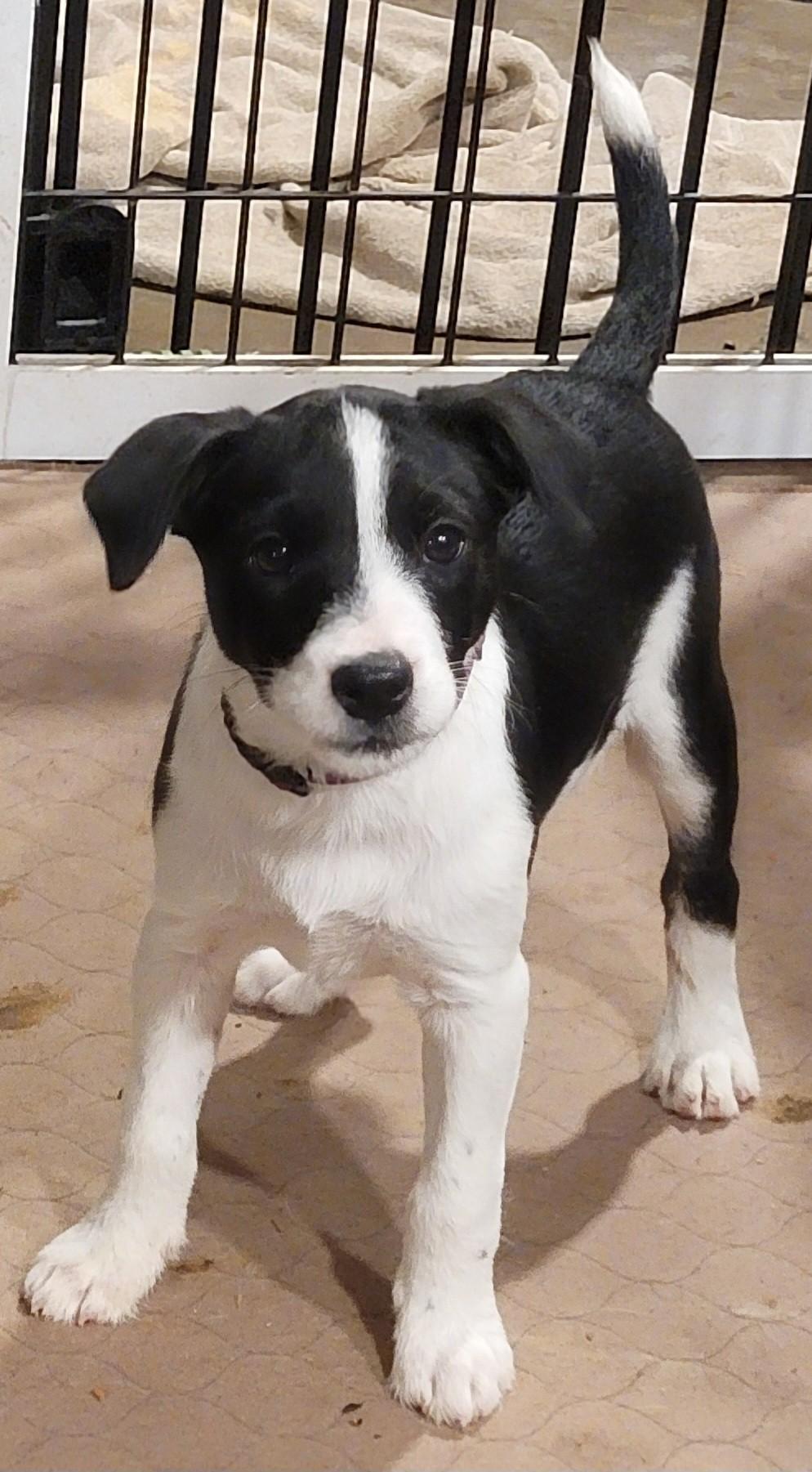 Enlarge Macey, a Adoptable mixed breed in Richland Center, WI image 1/1