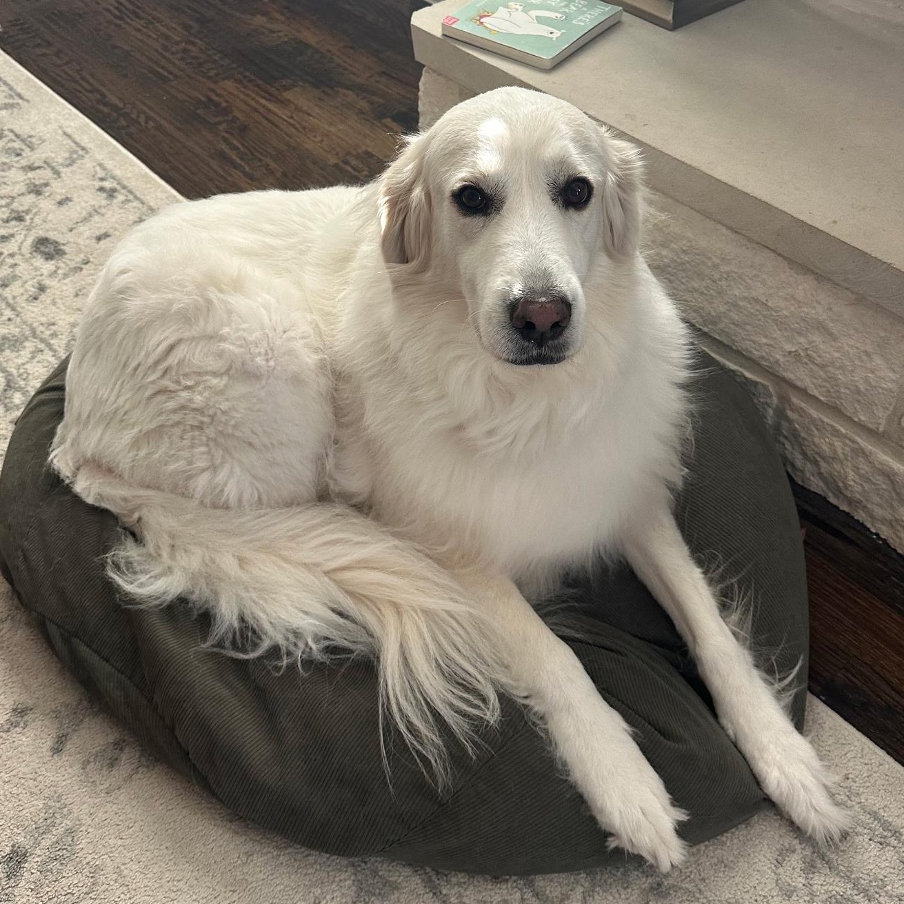 Chloe, a ADOPTABLE Great Pyrenees in Grafton, OH image 2/2