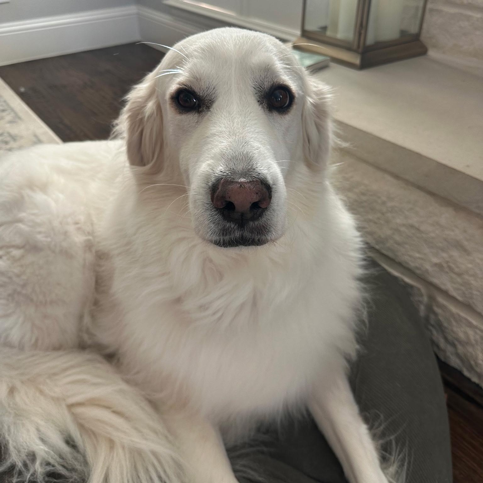 Chloe, a ADOPTABLE Great Pyrenees in Grafton, OH image 1/2