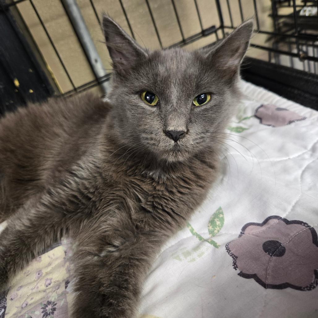 Jolene, Adoptable, Young Female Domestic Medium Hair.