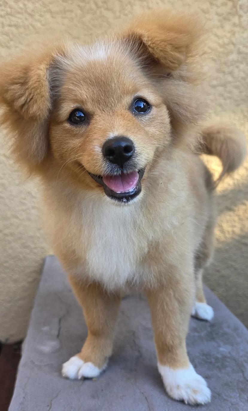 Callie, Adoptable, Young Female Pomeranian.
