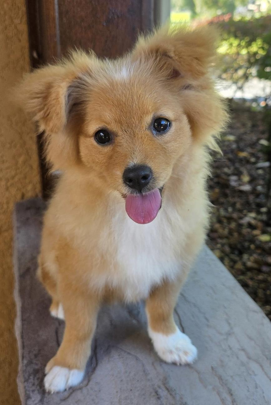 Enlarge Callie, a Adoptable mixed breed in Orlando, FL image 5/5