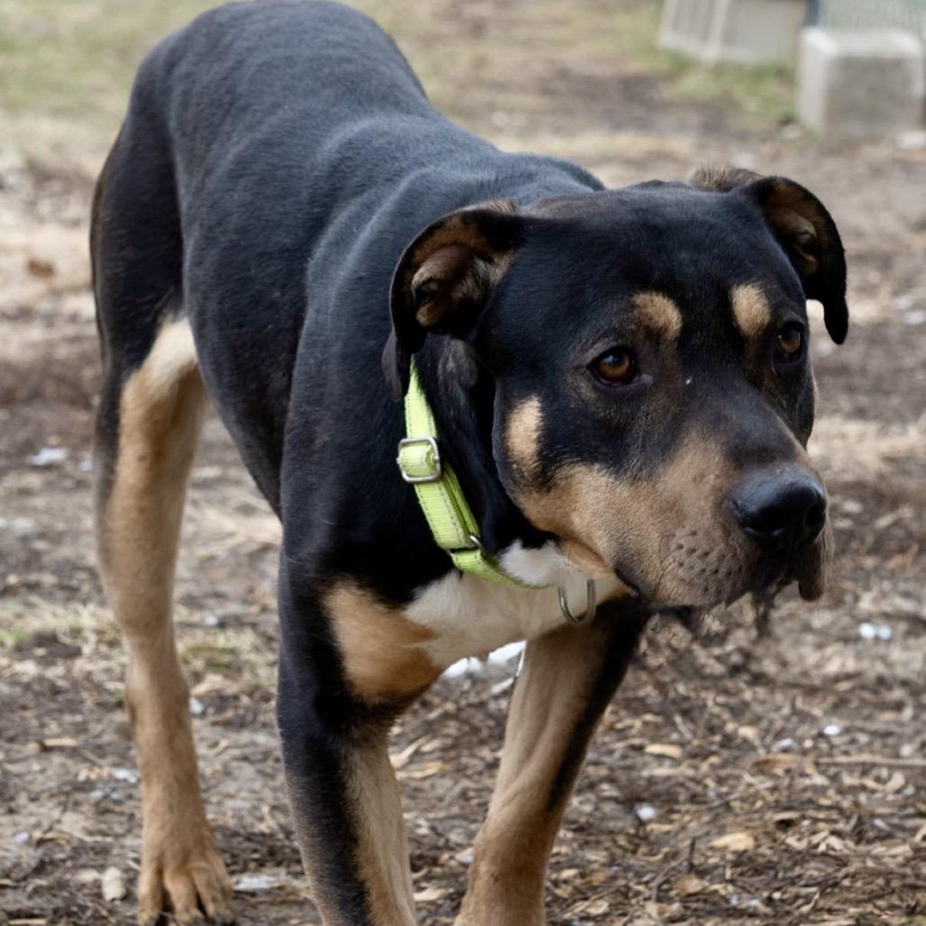 Beaux, Adoptable, Adult Male Mixed Breed.