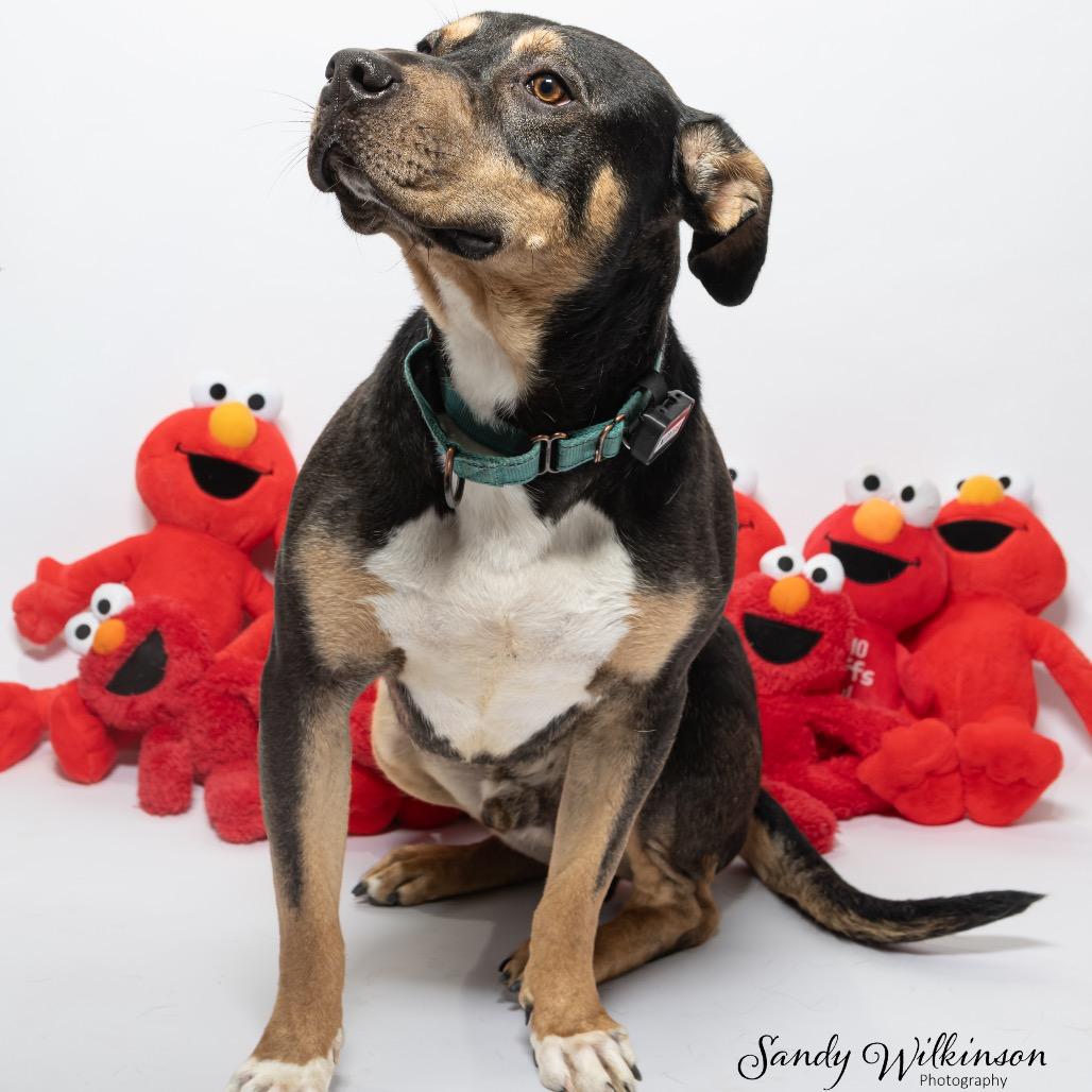 Beaux, Adoptable, Adult Male Rottweiler & English Bulldog.