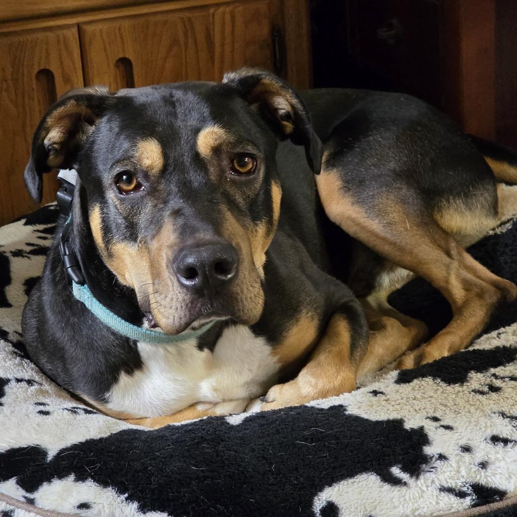 Enlarge Beaux, a Adoptable mixed breed in Tipton, IN image 2/6