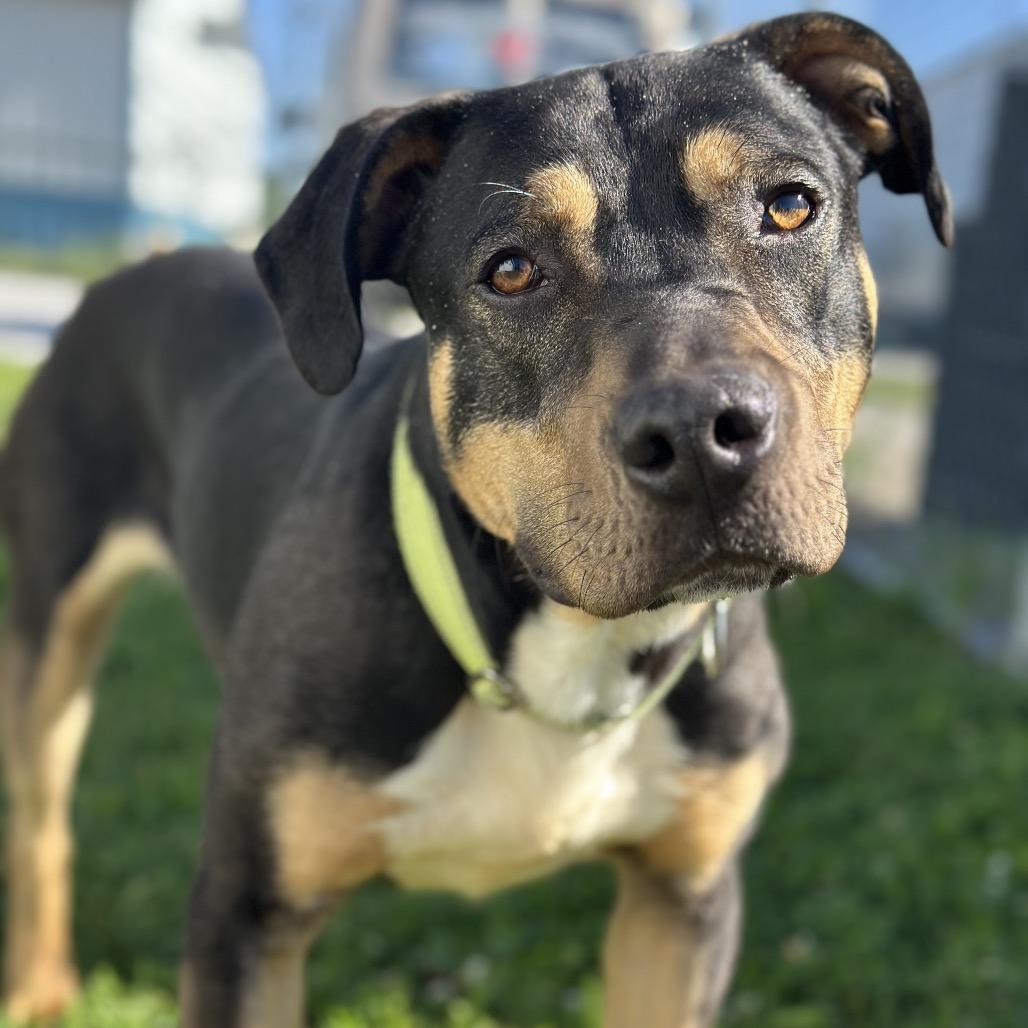 Enlarge Beaux, a Adoptable mixed breed in Tipton, IN image 3/6