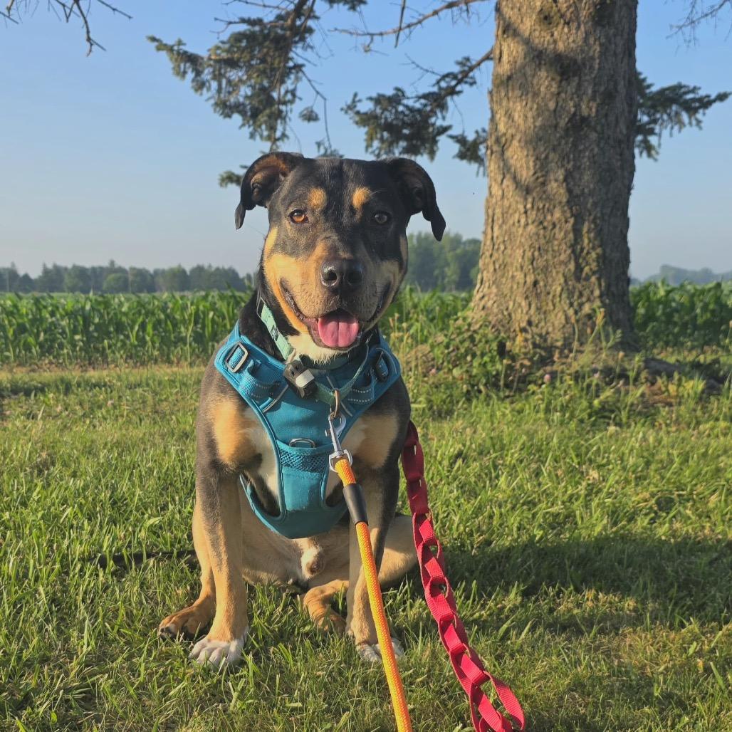 Enlarge Beaux, a Adoptable mixed breed in Tipton, IN image 4/6