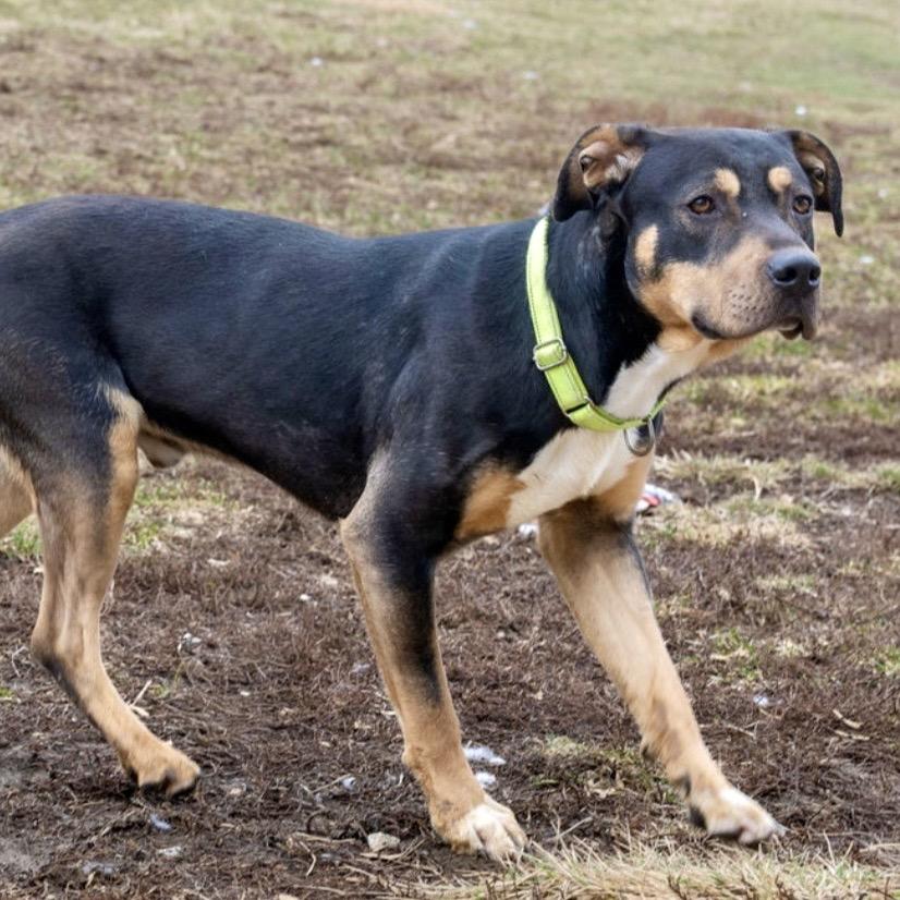 Enlarge Beaux, a Adoptable Mixed Breed in Tipton, IN image 2/6