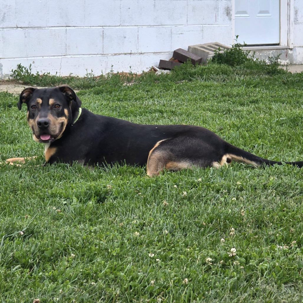 Enlarge Beaux, a Adoptable Mixed Breed in Tipton, IN image 3/6