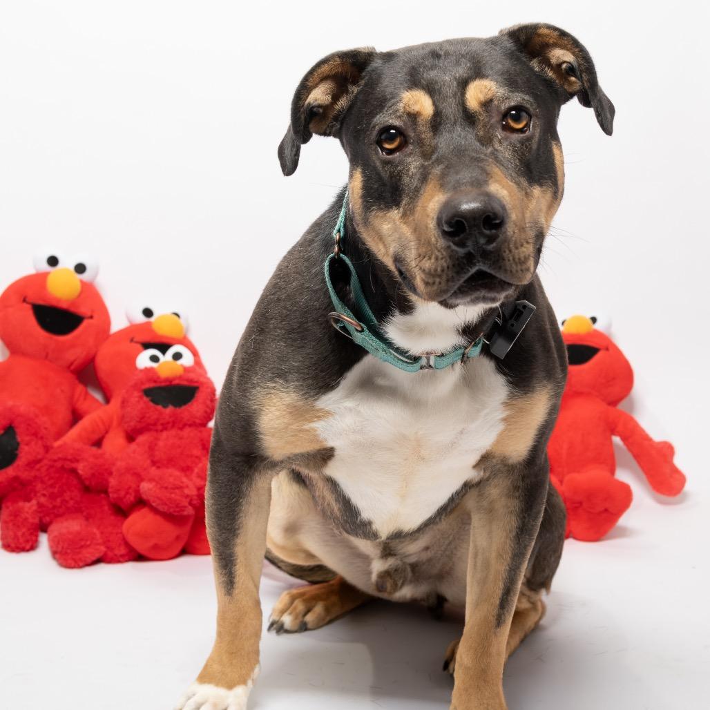 Enlarge Beaux, a Adoptable mixed breed in Tipton, IN image 5/6