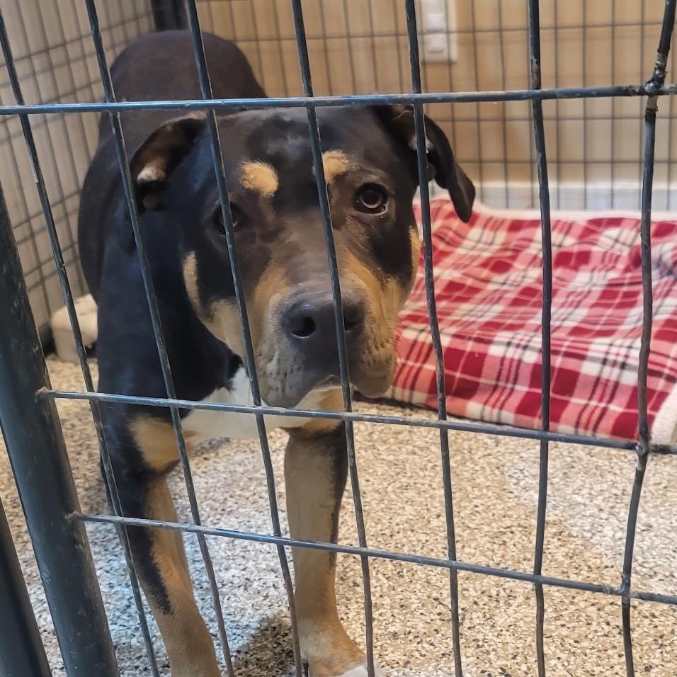 Enlarge Beaux, a Adoptable Mixed Breed in Tipton, IN image 3/6