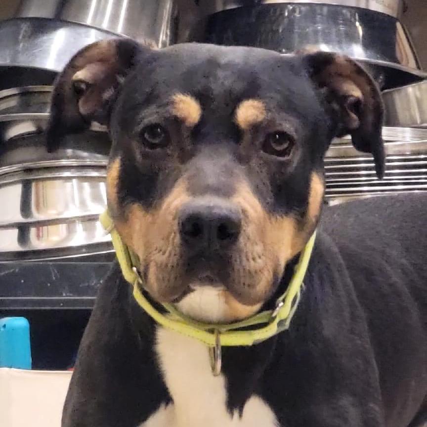 Enlarge Beaux, a Adoptable Mixed Breed in Tipton, IN image 4/6