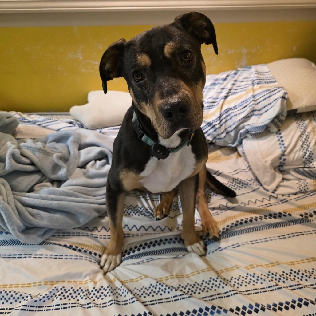 Enlarge Beaux, a Adoptable mixed breed in Tipton, IN image 6/6