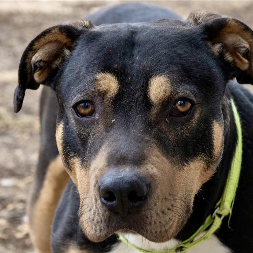 Enlarge Beaux, a Adoptable Mixed Breed in Tipton, IN image 5/6