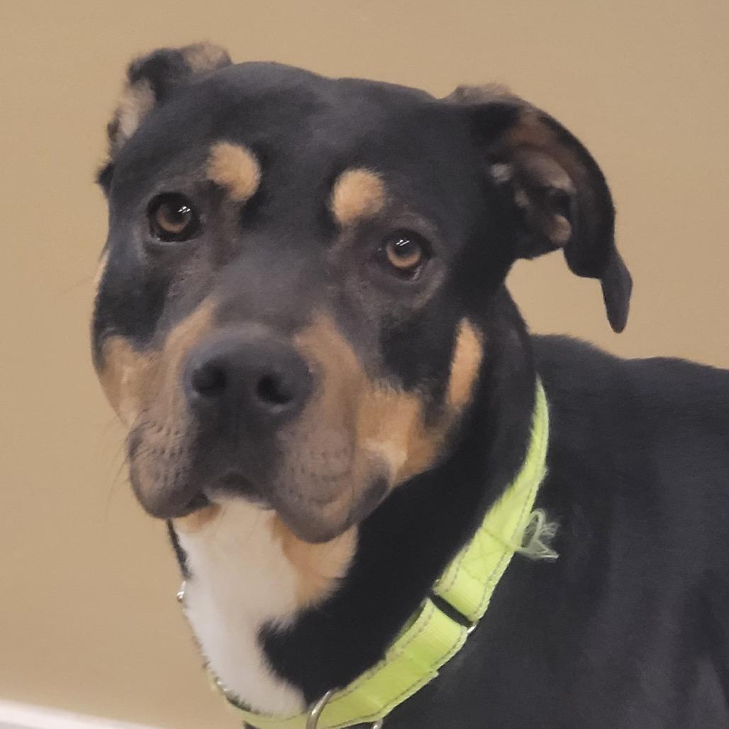 Enlarge Beaux, a Adoptable Mixed Breed in Tipton, IN image 6/6