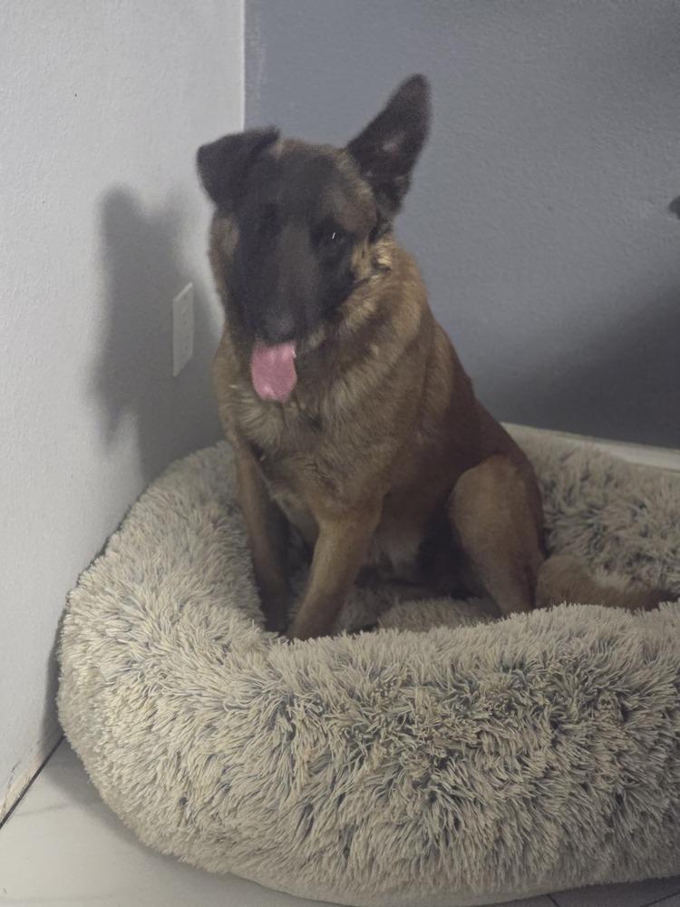 Enlarge Trigger, a Adoptable Belgian Shepherd / Malinois in Albuquerque, NM image 1/2