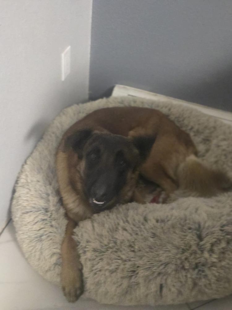 Enlarge Trigger, a Adoptable Belgian Shepherd / Malinois in Albuquerque, NM image 2/2