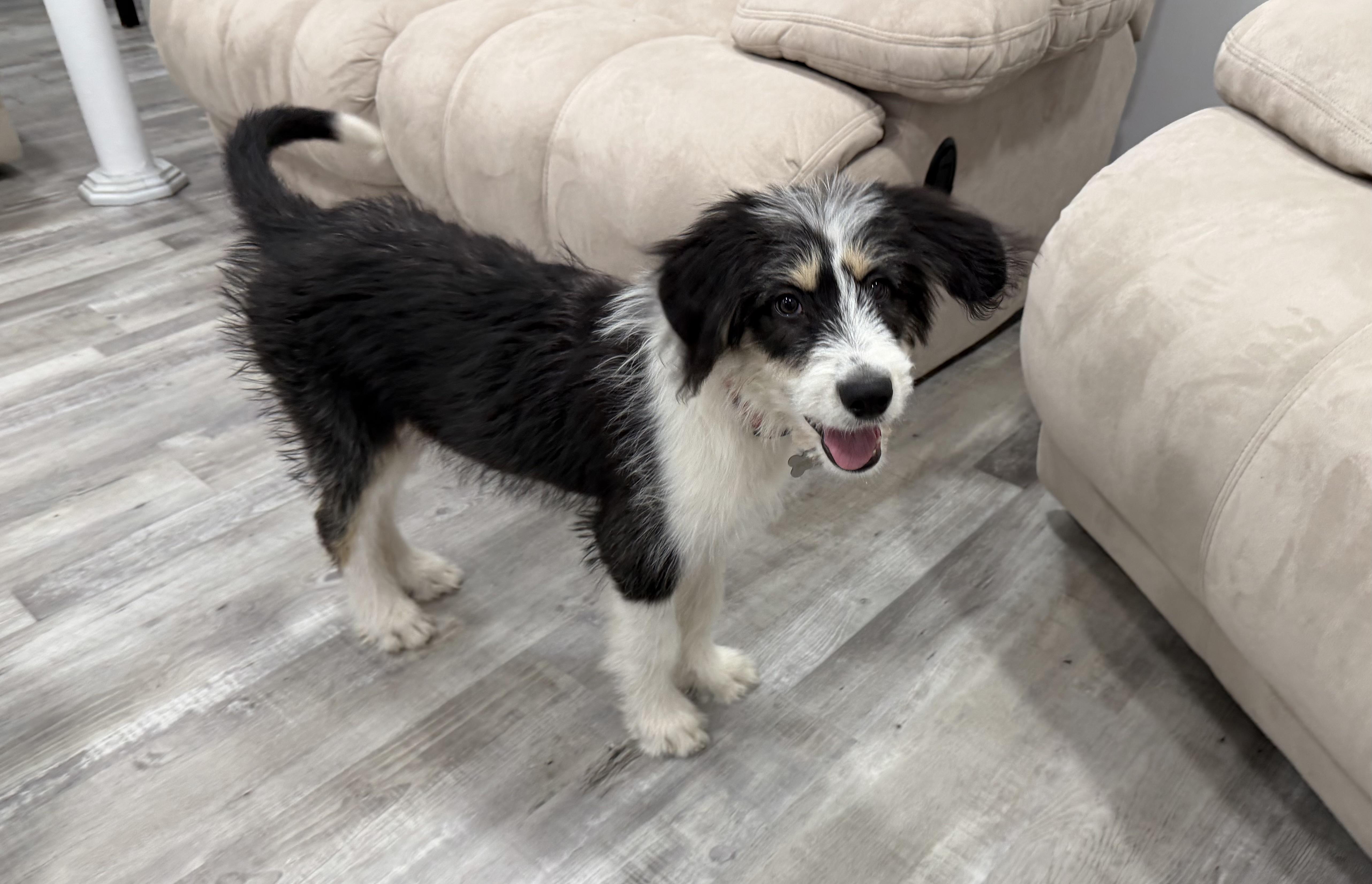 Macie-Adoption Pending, Adoptable, Puppy Female Shepherd & Australian Shepherd.