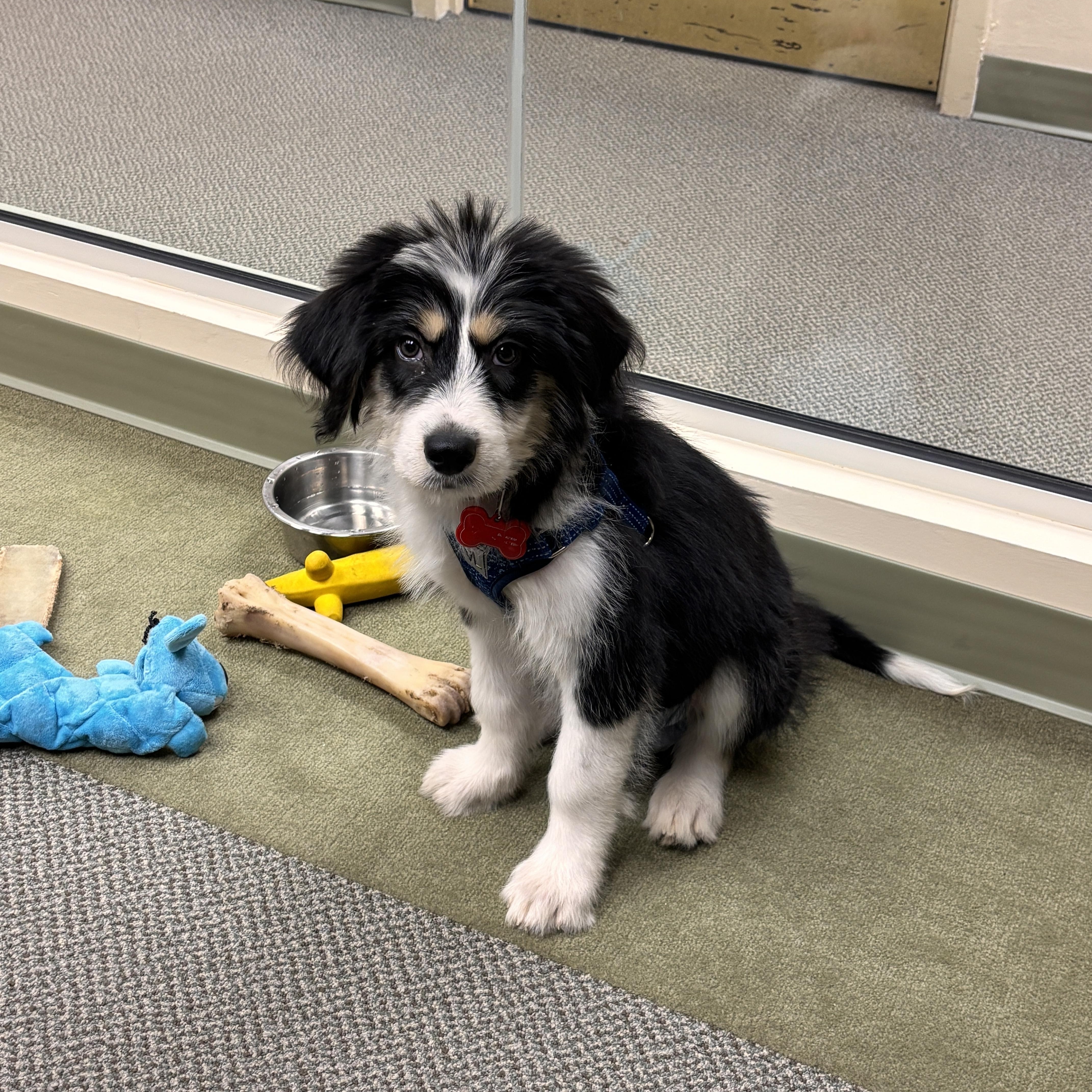 Enlarge Macie, a Adoptable mixed breed in Randolph, NJ image 2/5