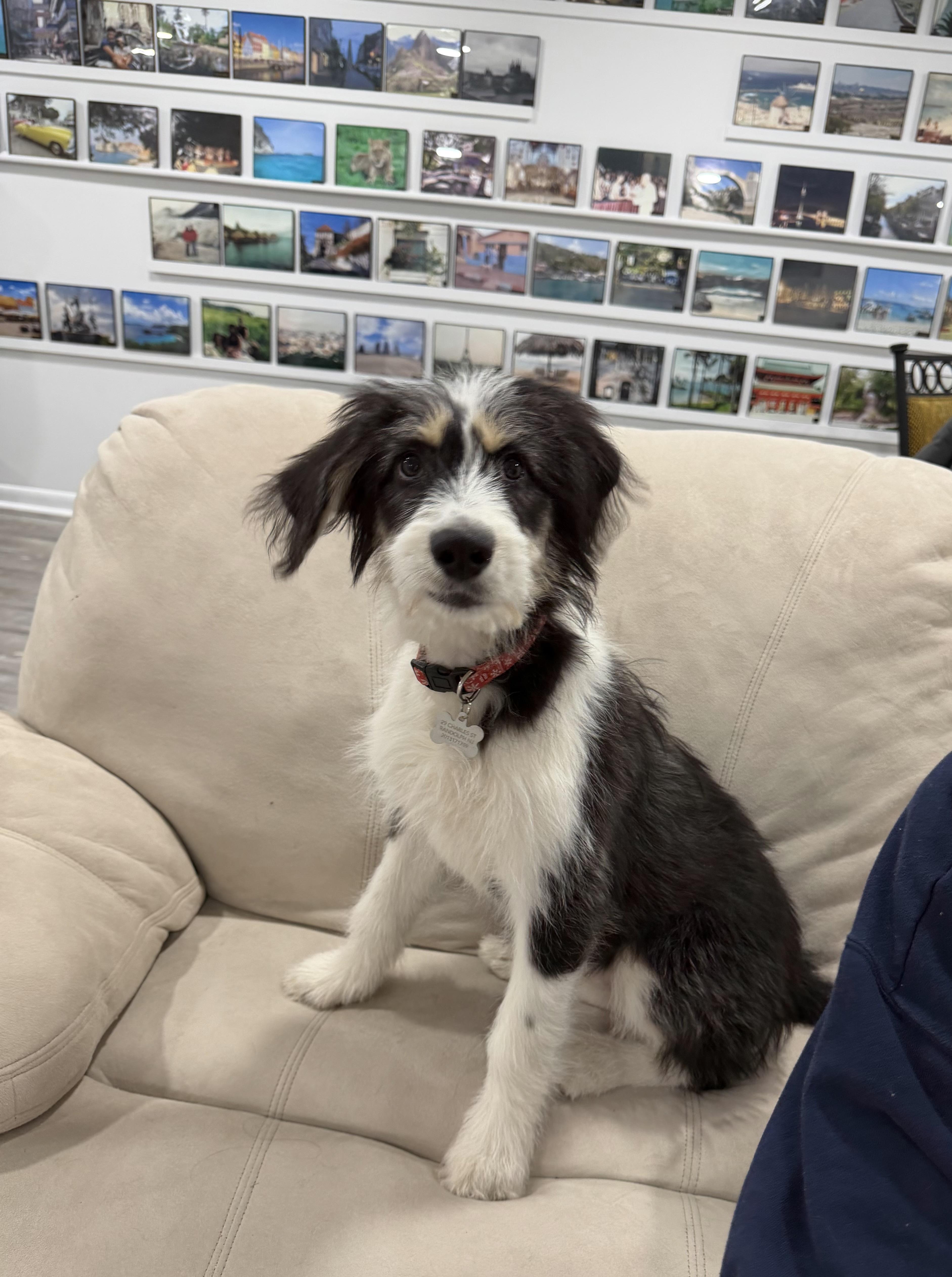 Macie-Adoption Pending, a Adoptable mixed breed in Randolph, NJ image 2/6