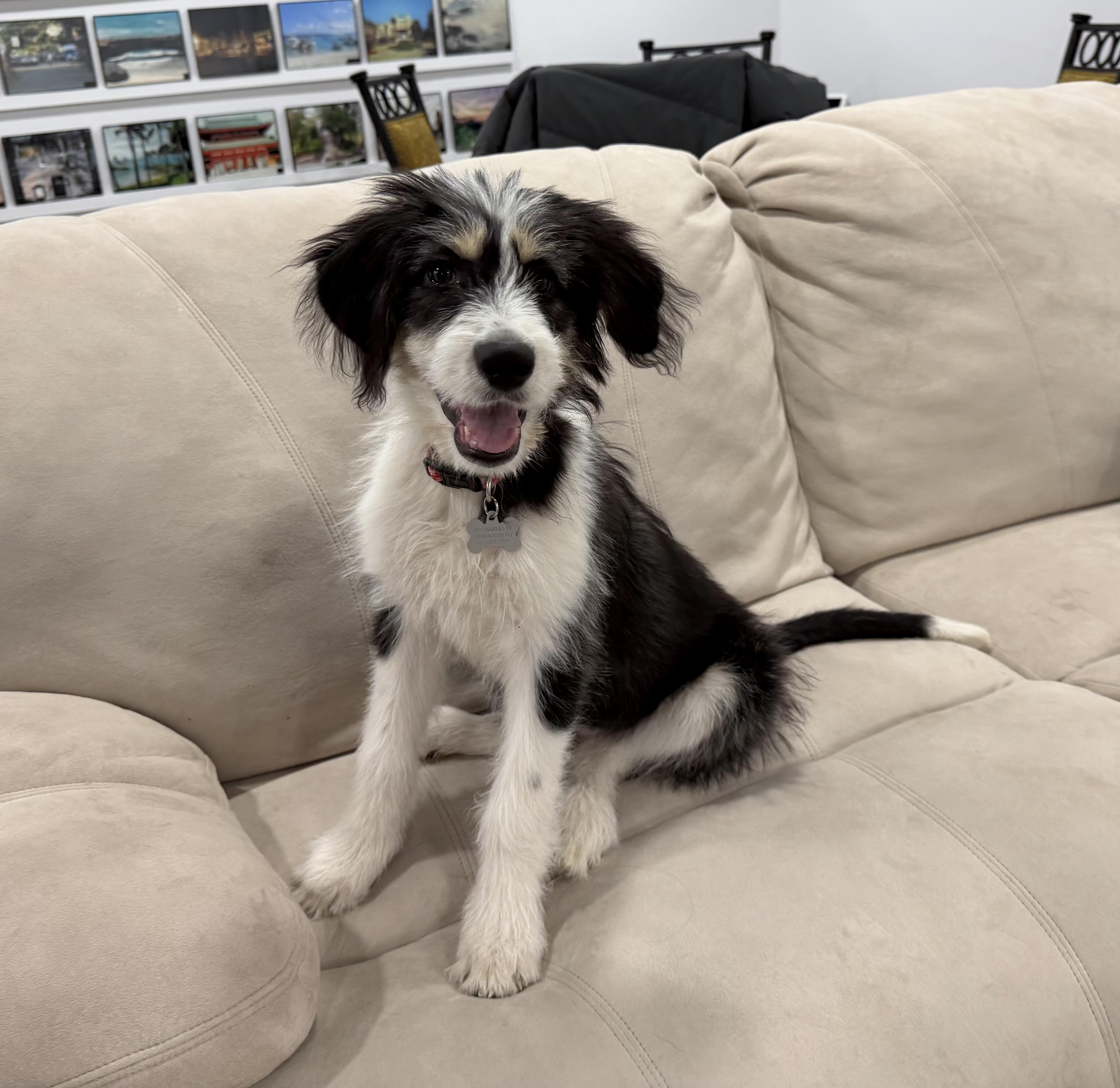 Macie-Adoption Pending, a Adoptable mixed breed in Randolph, NJ image 3/6